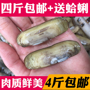 海鲜水产贝类鲜活蛏子新鲜蛏子野生双头蛏鲜活海蚬海贝11元/250g