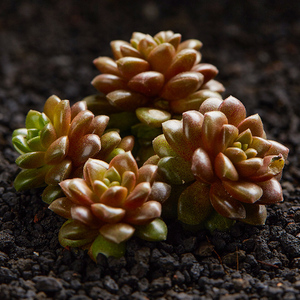 小玉多肉植物多肉群生肉肉办公室室内绿植盆栽花卉园艺包邮