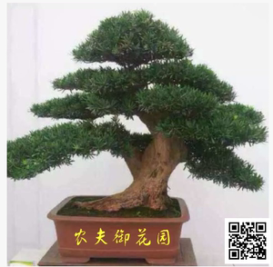 罗汉松造型盆景树桩花卉桌面盆栽庭院绿植办公室造型松树微型盆景