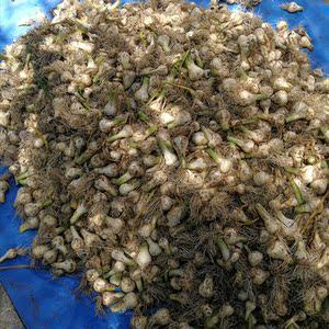 东北新鲜大蒜 积蒜白皮蒜腌制糖醋蒜当天现拔现发嫩蒜头2500g包邮