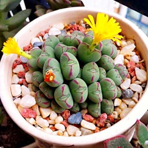 口笛番杏科多肉植物稀有品种室内阳台组合盆栽防辐射绿植精品花卉