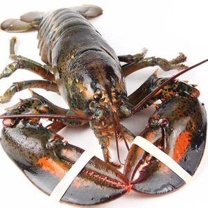 大龙虾鲜活特大龙虾10斤