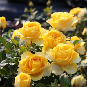 黄金海岸玫瑰新品月季特大花苗切花盆栽四季灌木庭院阳台花卉植物