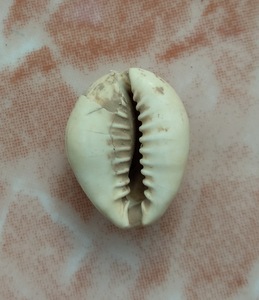 海贝钱币 古钱币古老货币贝币原版古董老物件兴趣真品收藏