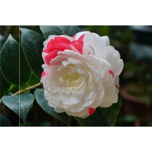 抓破美人脸茶花特白白五 永福赤系芽变新品 高端名贵稀有茶花