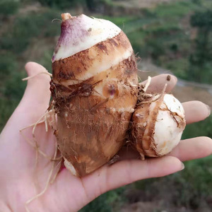 四川毛芋头新鲜小芋头正宗黑杆芋头香芋现挖农家当季蔬菜1/5/8斤