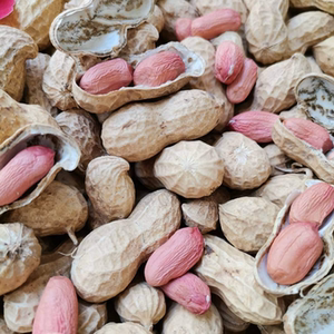 新鲜干花生带壳2023年新货5斤精选晒干高产种子薄壳原味粉皮种籽