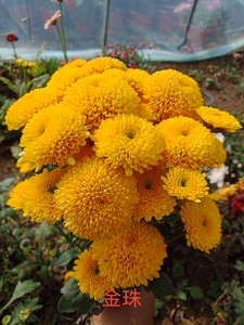 毅之菊花九月菊花小花菊花苗 金珠 阳台庭院绿植花卉盆栽地栽对版