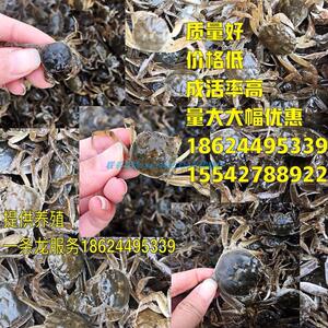 鲜活蟹苗淡水养殖大闸蟹苗扣蟹稻田盘锦河蟹苗中华绒螯蟹小螃蟹