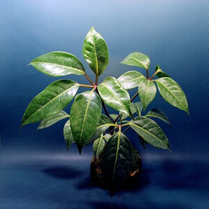 包邮日本大叶保罗伞室内绿植客厅植物耐阴可水培净化空气办公室