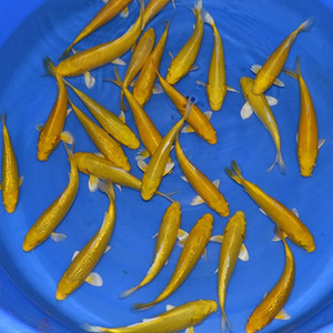 黄色锦鲤鱼水族观赏鱼大型冷水鱼黄金锦鲤鱼活体金鱼风水鱼包邮