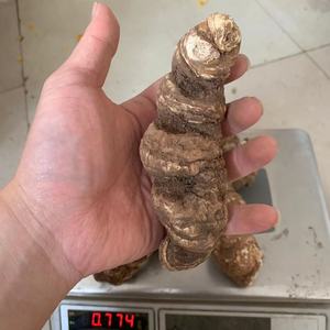 云南6年以上重楼露天种植滇重楼粉质重500g正品虫楼大重楼中药材