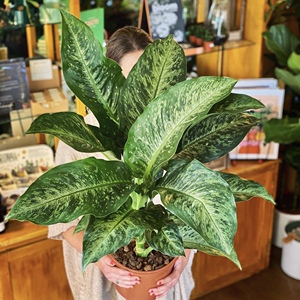 花与花器 星斑粗肋草美国万年青盆栽 ins北欧室内四季常青绿植物