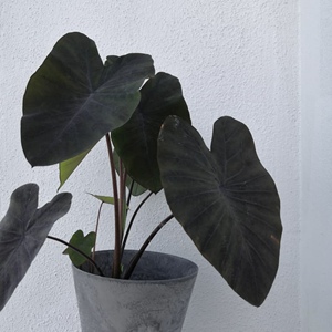 花与花器 紫叶芋 黑魔法海芋 进口多年生耐热花卉块根绿植物盆栽