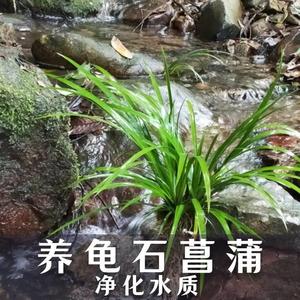 石菖蒲水草带根养鱼龟缸造景附石鱼缸水培好养懒人养龟挺水植物