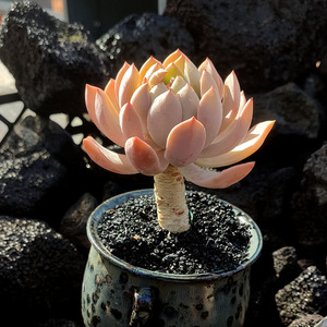 迈达斯国王多肉