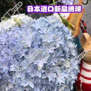 美云魔幻红宝石泉鸟日安莎伦深海之色舞姬耐寒冷庭院阳台大花绣球