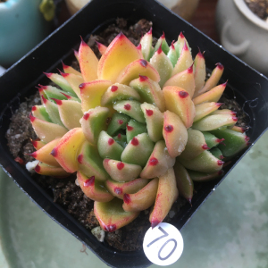 迷你龙多肉植物 一物一拍办公室阳台室内盆栽花卉植物 美观趣味