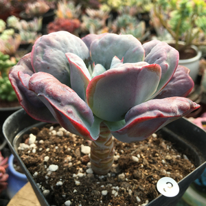 心之月多肉植物 新品月之心叶片雨滴斑瘤状 爱心多肉桌面花卉盆栽