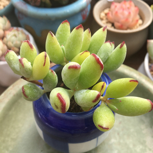 精灵豆福娘多头群生多肉植物办公室桌面阳台肉肉绿植花卉盆栽趣味