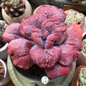 多肉植物狂野男爵尼古拉斯带肉瘤一物一拍趣味绿植办公室花卉盆栽