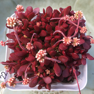 红稚儿多头多肉植物办公室阳台室内花卉盆栽一物一拍肉肉盆栽花卉