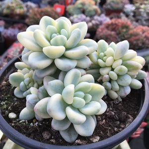 劳尔锦大群 多肉植物 办公室阳台群生肉肉植物 美观趣味多肉植物