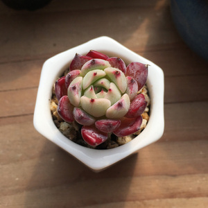 沙罗姬多肉 沙罗姬牡丹 多肉植物  稀有品种防辐射花卉盆栽绿植