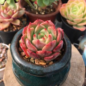 点点繁星单头多肉植物 一物一拍 办公室阳台室内组合盆栽肉肉植物