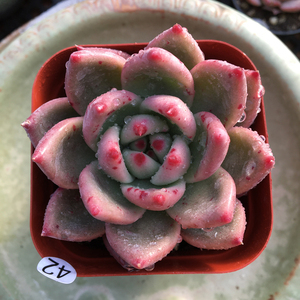 红颜蜜语多肉植物 美观趣味肉肉一物一拍 办公室阳台室内花卉盆栽