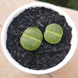 生石花绿紫勋多肉植物屁股花多肉绿色肉肉绿植屁屁花绿紫薰小盆栽
