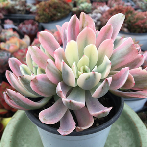 花车锦 群生老桩 多肉植物 美观趣味 肉肉植物 室内花卉 一物一拍