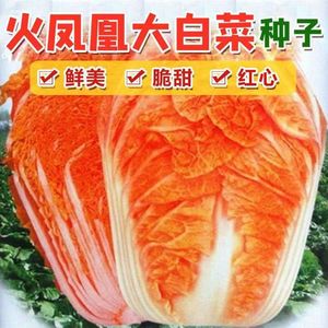 火凤凰大白菜种子红白菜籽抗病高产高钙橘红心白菜四季阳台易种植