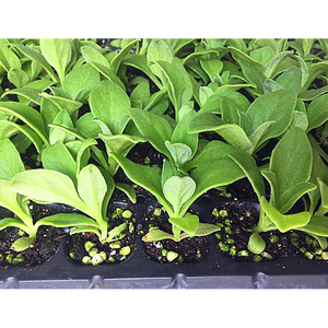 冰菜苗子冰菜种子新品种非洲水晶冰菜苗子蔬菜种子冰草苗子包邮