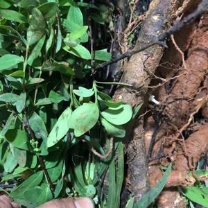 现采了哥王根民间青草药莆银根九信菜山黄皮鸡子麻新鲜根1000克