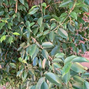 草药小叶榕细叶榕小叶榕树狗子榕叶新鲜500克