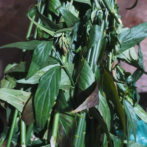 忧遁草中药材新鲜忧遁草 优盾草黎王草鄂嘴花优顿草茶中草药500克