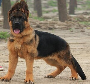 纯种德牧幼犬弓背黑背德国牧羊犬警犬军犬大型狼狗东德活体宠物狗
