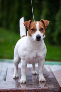 纯种杰克罗素梗犬小型犬杰克罗素梗平毛刚毛平毛猎狐梗幼犬牧师犬