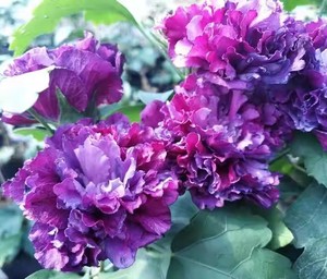 紫玉木槿中苗 重瓣大花一加仑复色盆栽庭院地栽耐寒耐热月季花苗