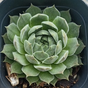 打折包邮,芙蓉卷娟多肉植物防辐射