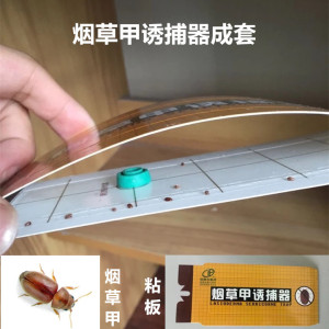 烟草甲虫诱捕器诱芯性诱剂沾虫板昆虫信息素诱芯烟草粉斑螟害虫药
