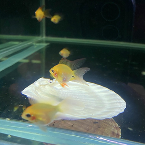 金波子蓝波子阿凡达荷兰凤凰种鱼红肚凤凰南美短鲷鱼