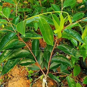 奇楠沉香树苗正宗一代白结香快油叶子老苗不打孔绿带土虎斑紫棋