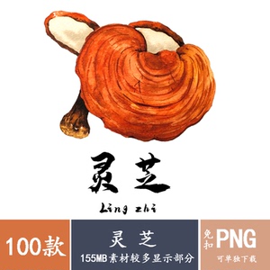 灵芝中药名贵药材养生滋补品png免抠素材精美海报插画ppt装饰素材