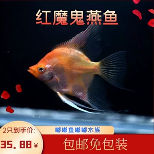观赏鱼 热带鱼七彩神仙 德系红魔鬼神仙 大红袍魔鬼燕鱼 包邮