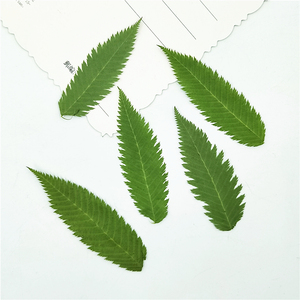 雪柳叶 真树叶植物标本幼儿园亲子手工diy干花压花押花贴脸装饰