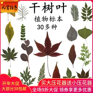真树叶干植物标本贴画幼儿园亲子手工书签diy干花压花押花贴脸妆图片
