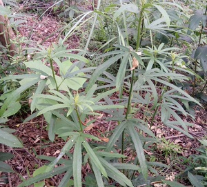 原始品种野生五指毛桃,七指毛桃,三龙爪,亚桠,五爪龙,五指牛