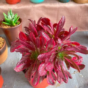 赤霞飞老桩多头多肉植物新店开张特价绿植精品法师好养29包邮